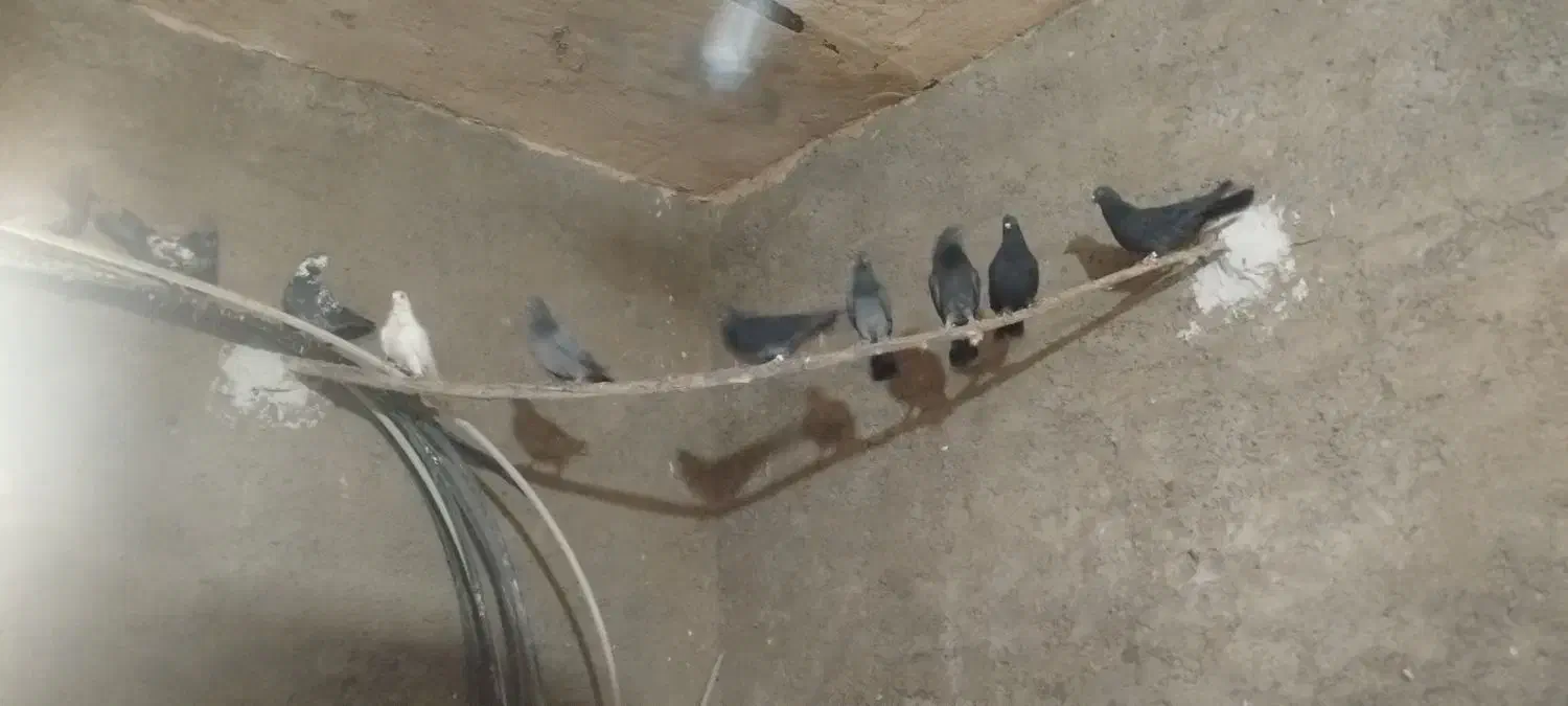 کبوتر|حیوانات|نورآباد, |دیوار