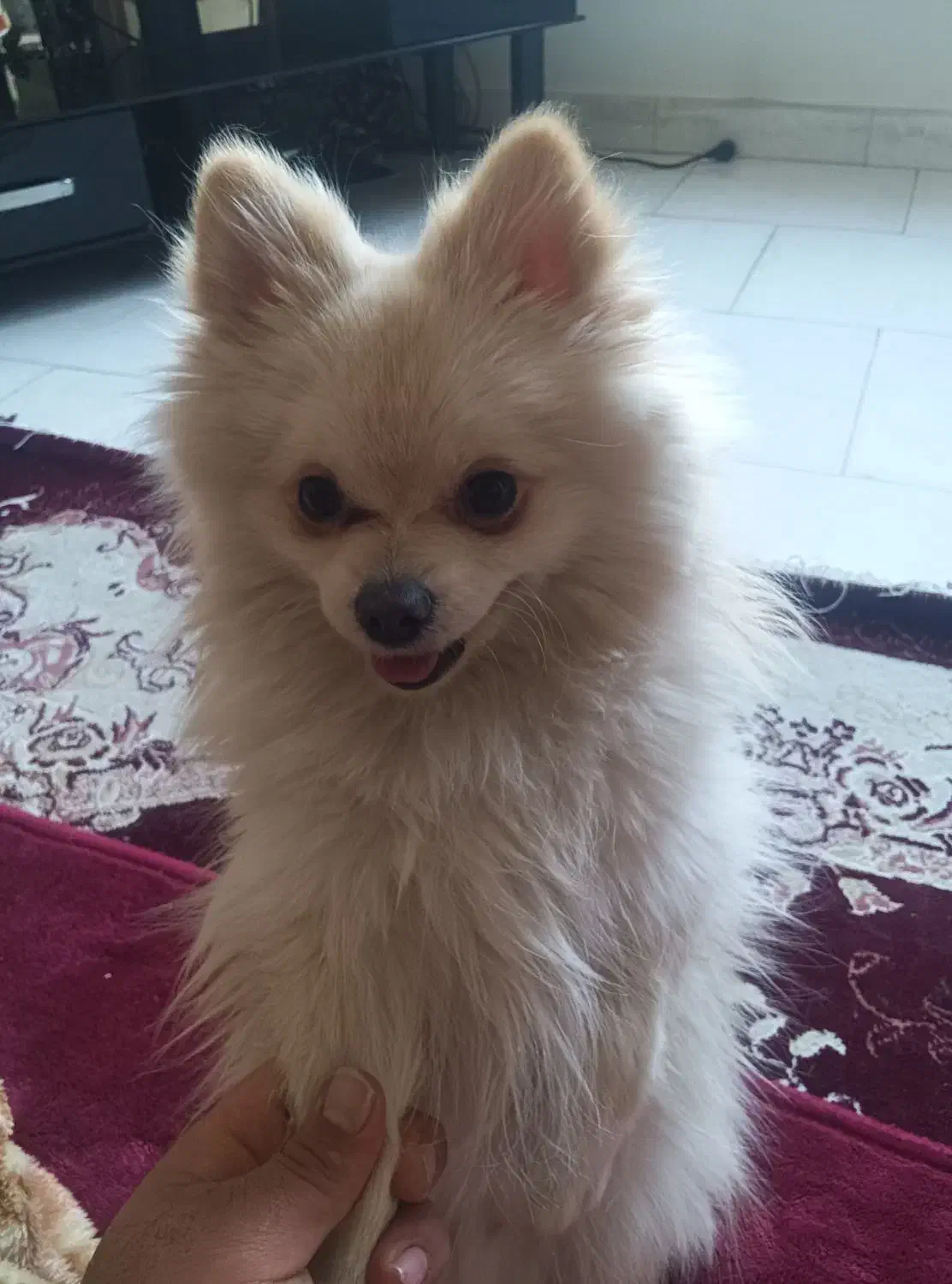 پامرین|سگ|محمدشهر, محمدشهر|دیوار