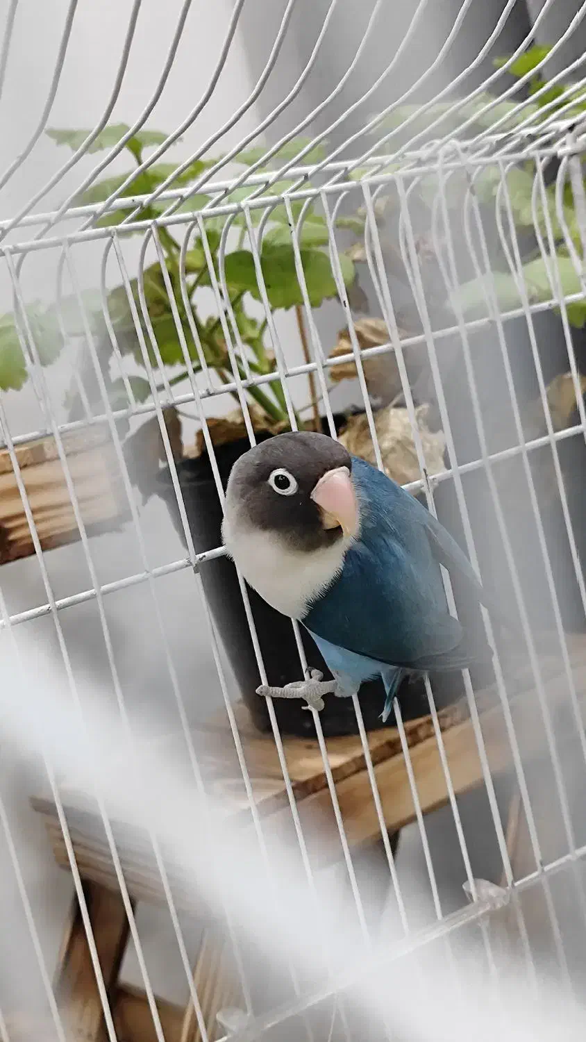 پرنده زینتی|پرنده|اهواز, کیانپارس |دیوار