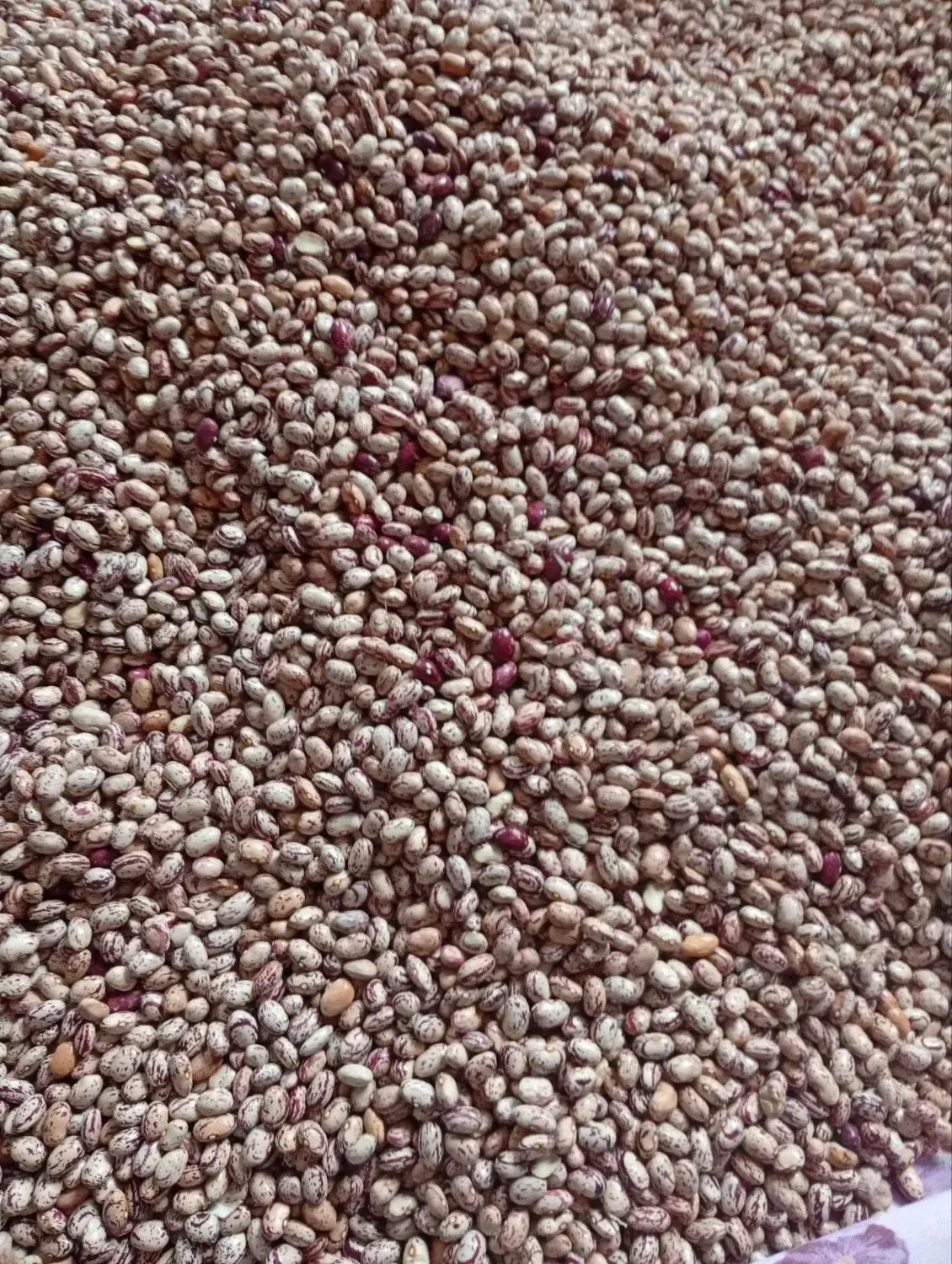 لوبیا چیتی|خوردنی و آشامیدنی|سراب, |دیوار