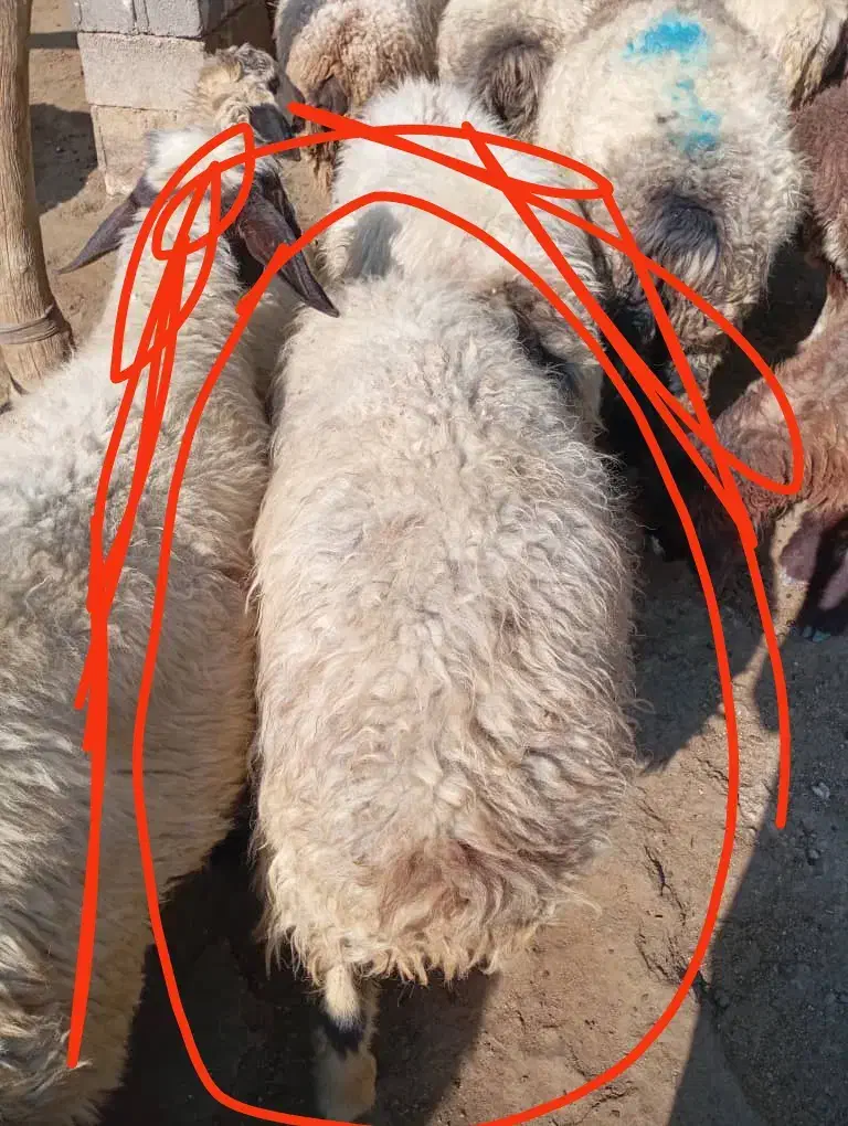 میش جوان آبستن به فروش می رسد|حیوانات مزرعه|رستم, |دیوار