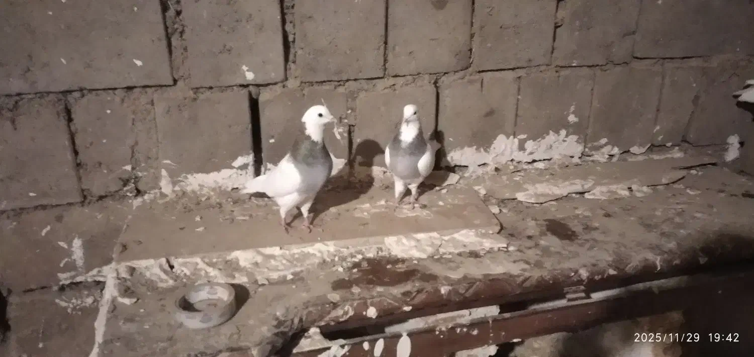 طوقی قرمز|پرنده|شاهین دژ, |دیوار