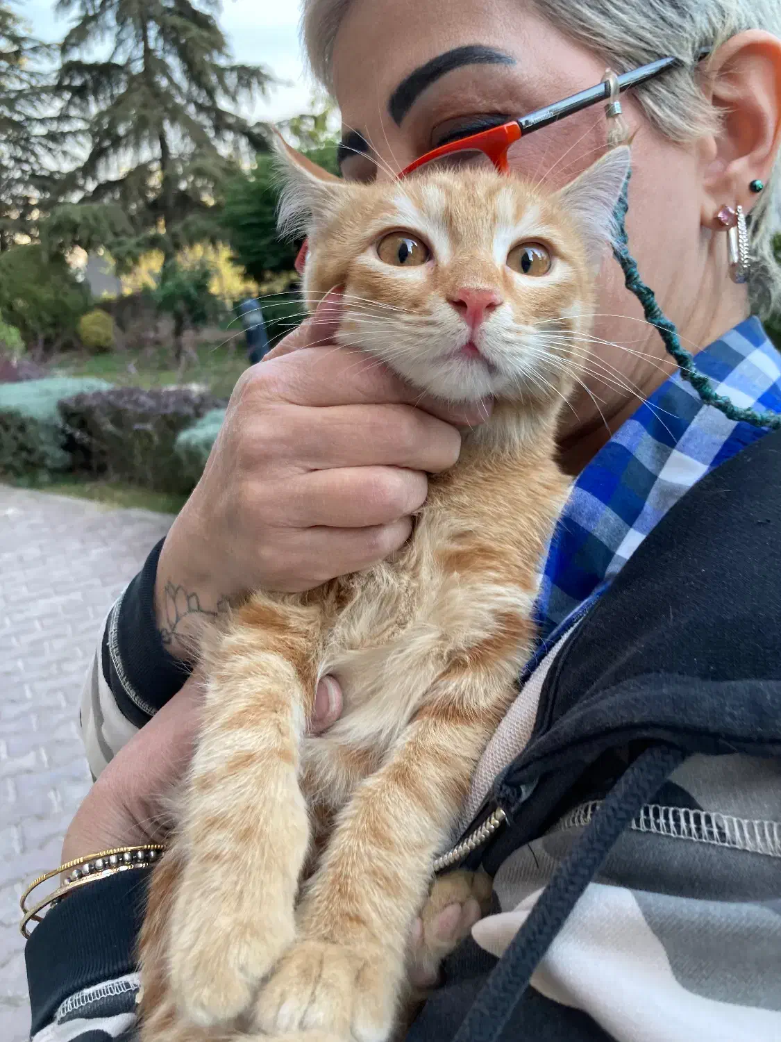 واگذاری رایگان بچه گربه|گربه|تهران, قیطریه|دیوار