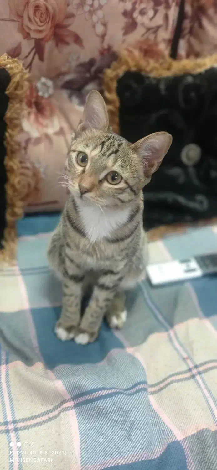 گربه خانگی ملوس ناز واگذارمیشود|گربه|ری, علایین|دیوار