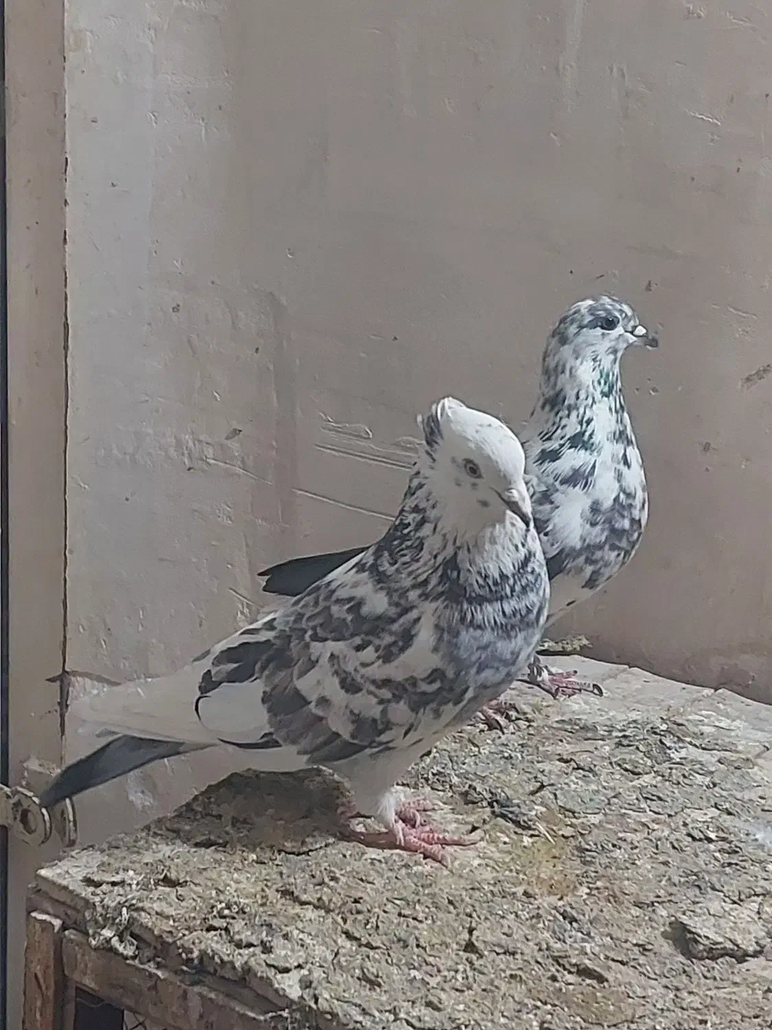 کفتر پرشی|پرنده|قم, شهرک امام حسن|دیوار