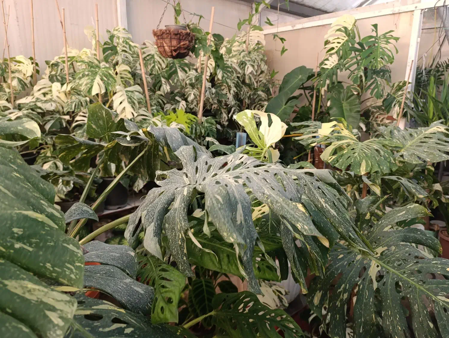 گیاه برگ انجیری|گل و گیاه طبیعی|تهران, شهرک علم و فناوری|دیوار