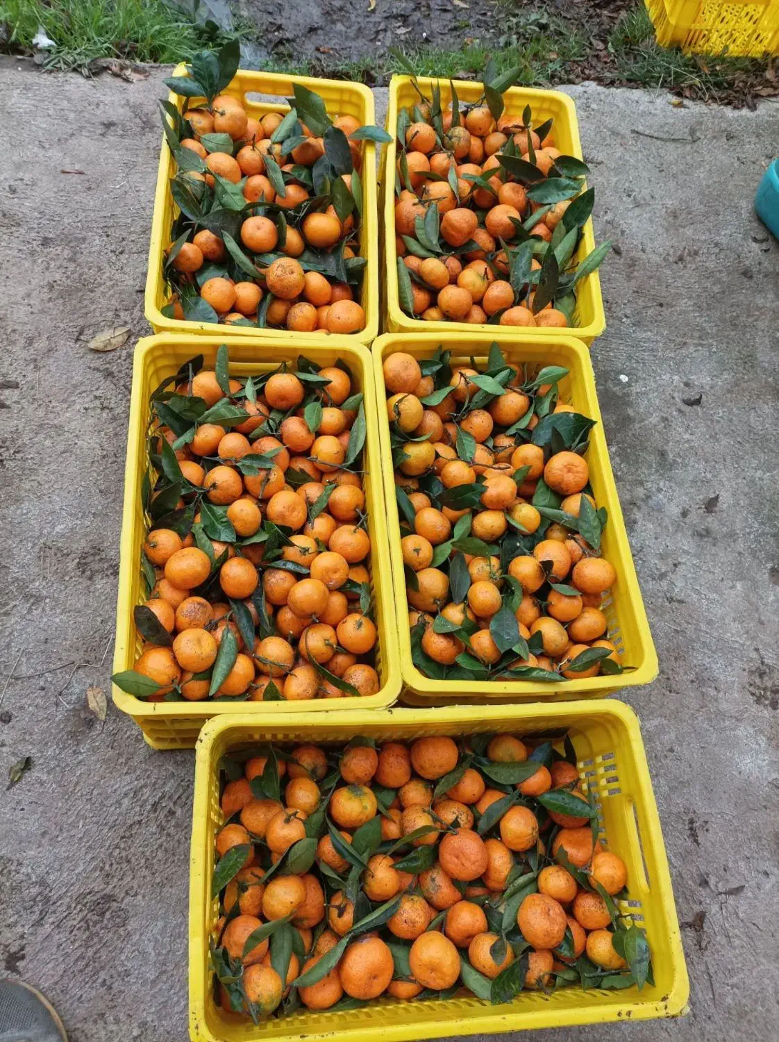 فروش نارنگی|خوردنی و آشامیدنی|کلاچای, |دیوار