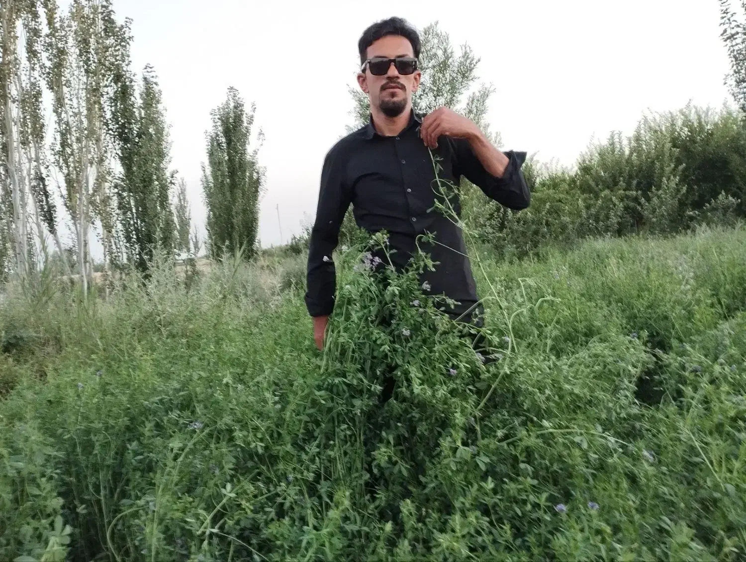 ارایه بذر یونجه با راندمان بالا|خدمات باغبانی و درختکاری|تهران, آبشار|دیوار