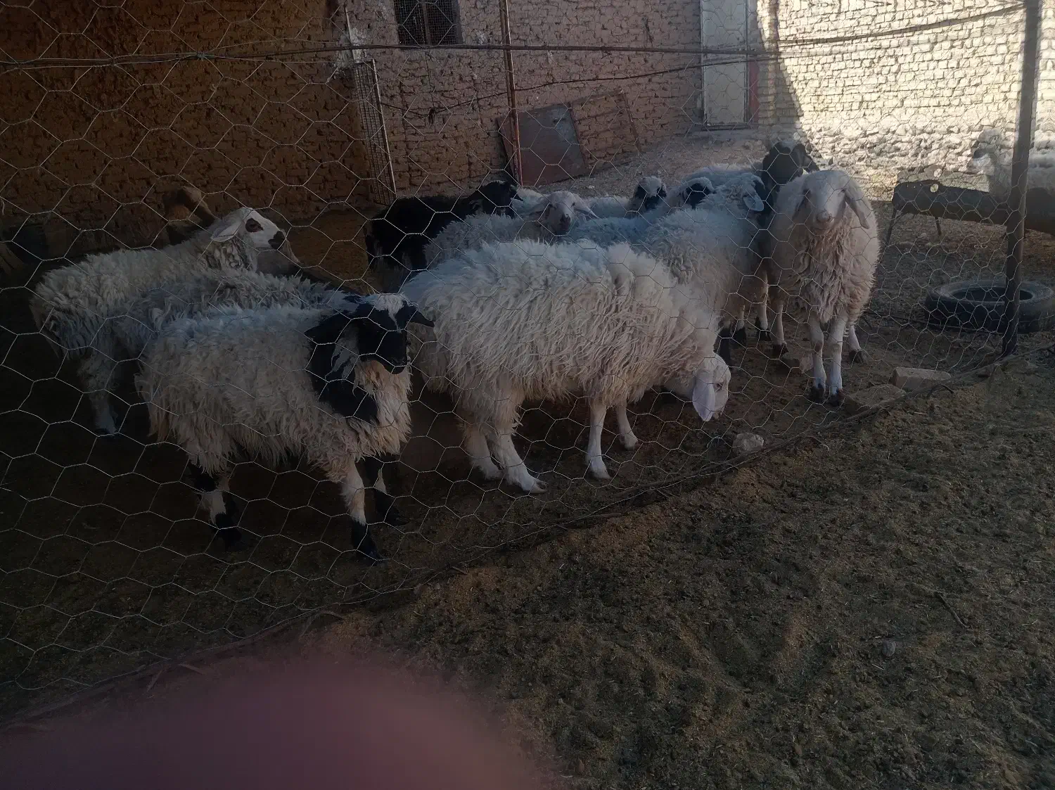 بره نر|حیوانات مزرعه|درمیان, |دیوار