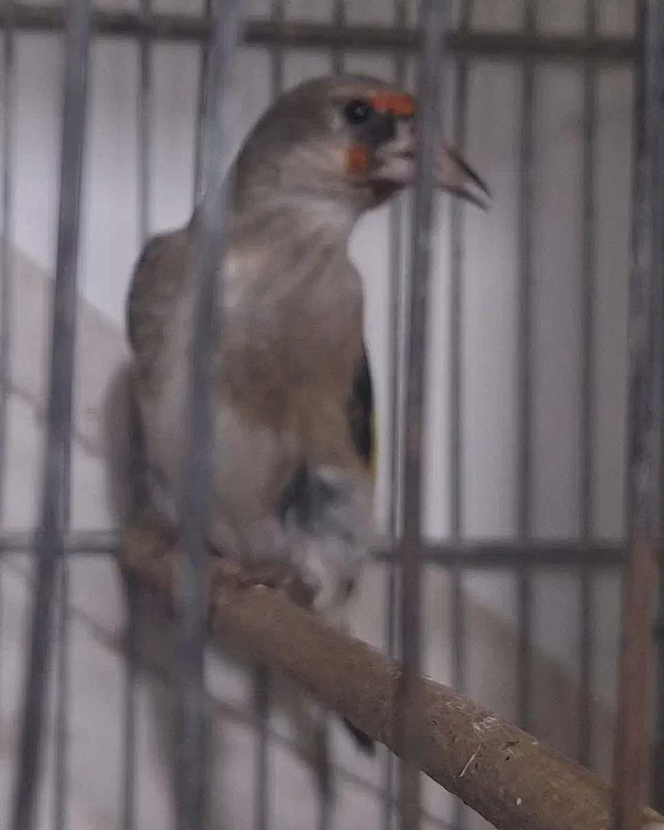 سهر نر و ماده|پرنده|فردیس, شهرک شهید حسینی|دیوار