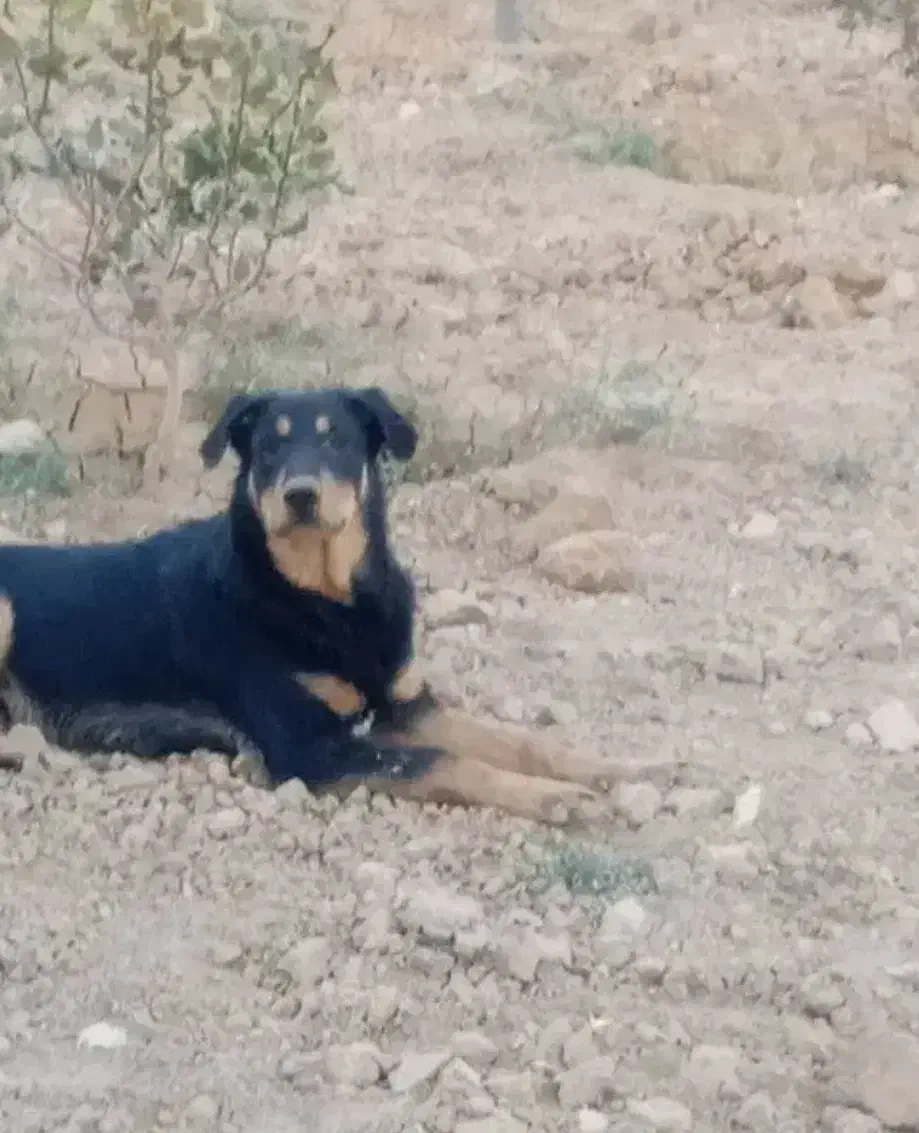 سگ نر|سگ|شاهین‌شهر, گرگاب|دیوار