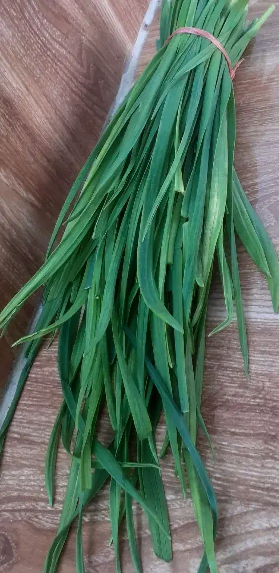 برگ سیر|خوردنی و آشامیدنی|رشت, نیروی دریایی|دیوار