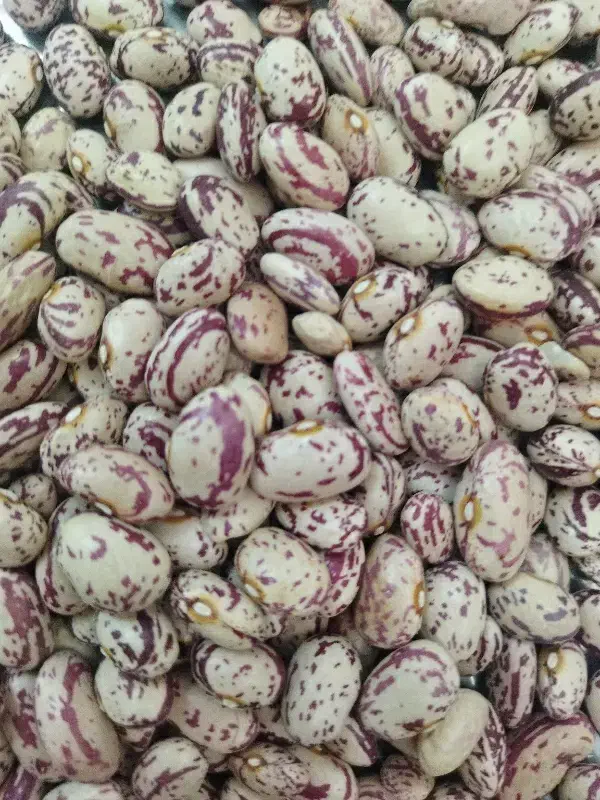 لوبیا دست چین|خوردنی و آشامیدنی|رباط‌کریم, مسکن مهر آبشناسان|دیوار