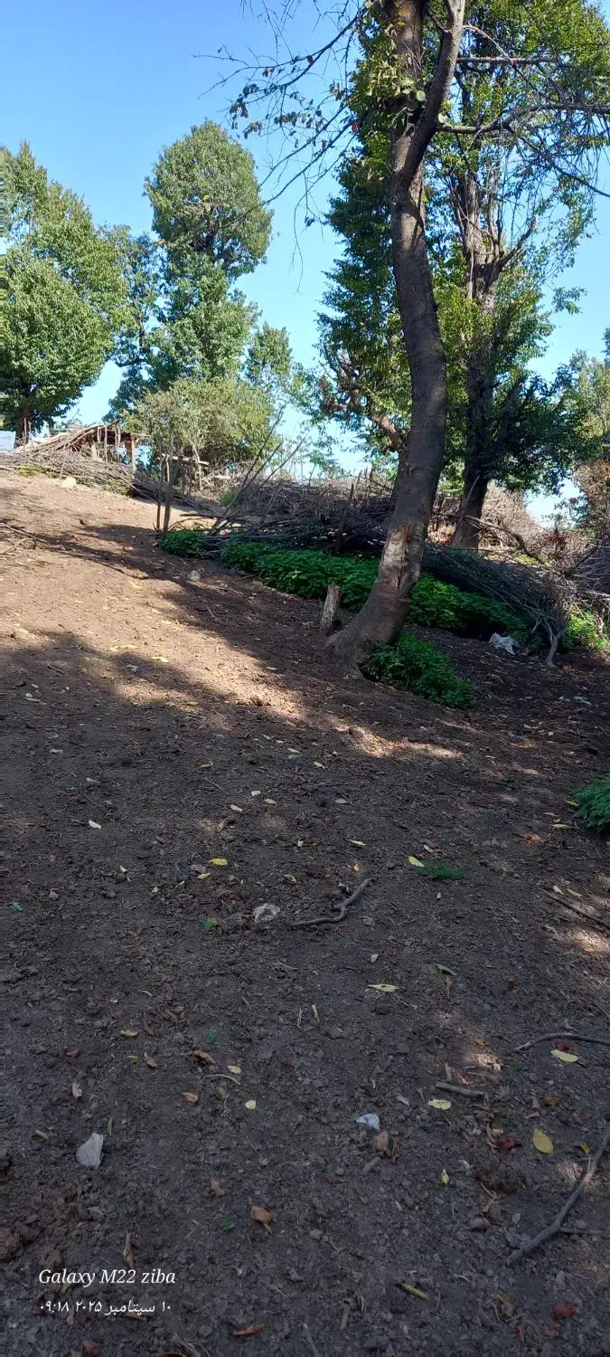 گاوجنگلی اصیل بانرگوساله 4ماهه و2ماه آبست|حیوانات مزرعه|رامیان, |دیوار