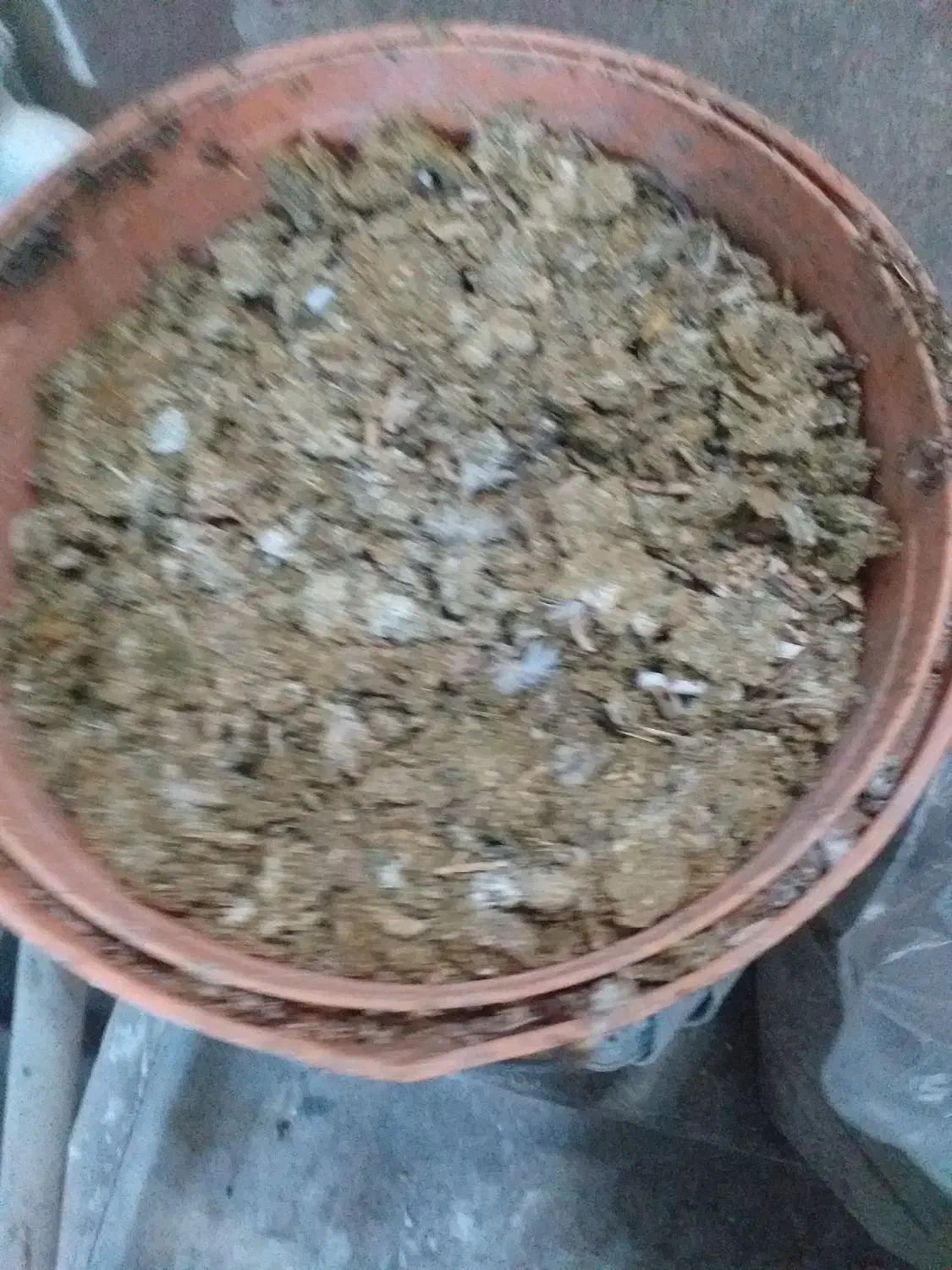 کبوتر کود|گل و گیاه طبیعی|مشهد, نکاح|دیوار