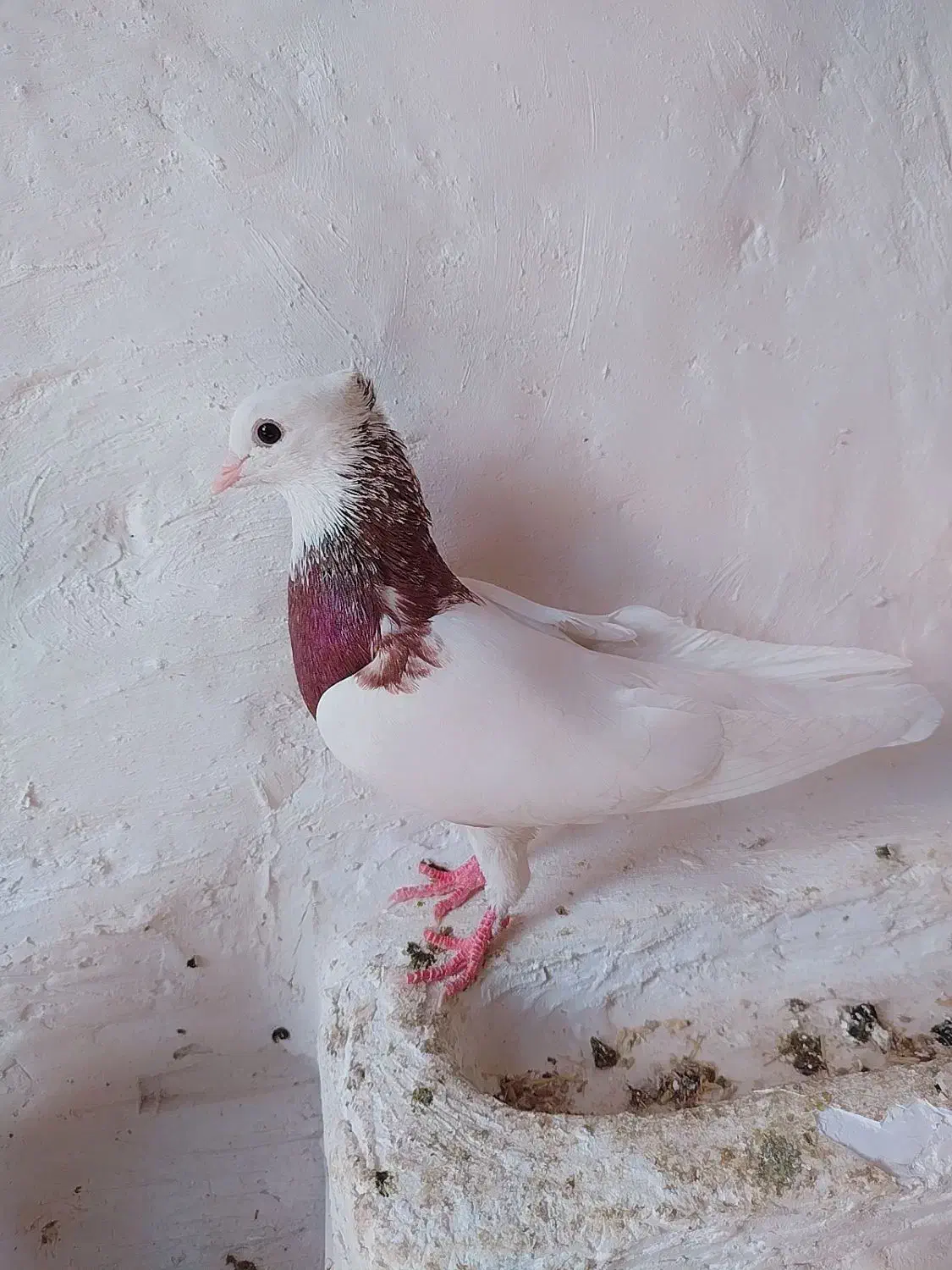 کبوتر معاوضه با ماده پلاکی گاهک|پرنده|نورآباد ممسنی, |دیوار