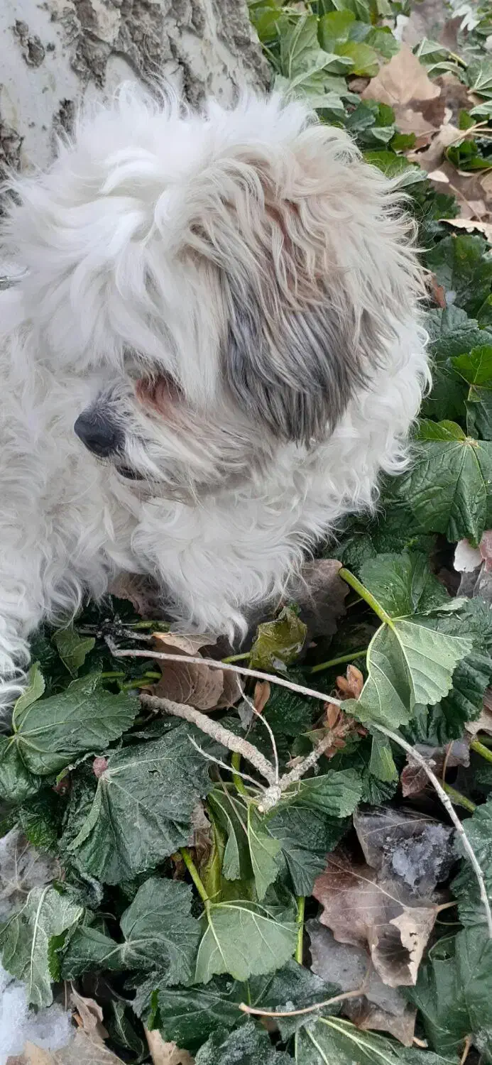 واگزاری سگ شیتزو ماده|سگ|همدان, |دیوار