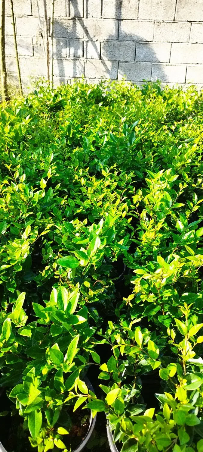گل یاس|گل و گیاه طبیعی|کلاچای, |دیوار