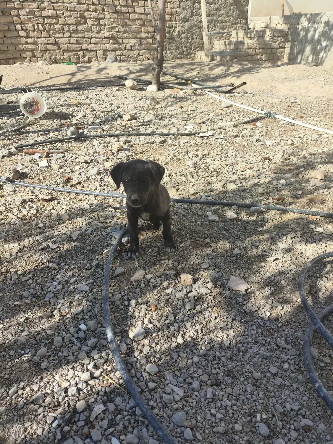 توله سگ کوچیک مشکی|سگ|شیروان (خراسان), |دیوار