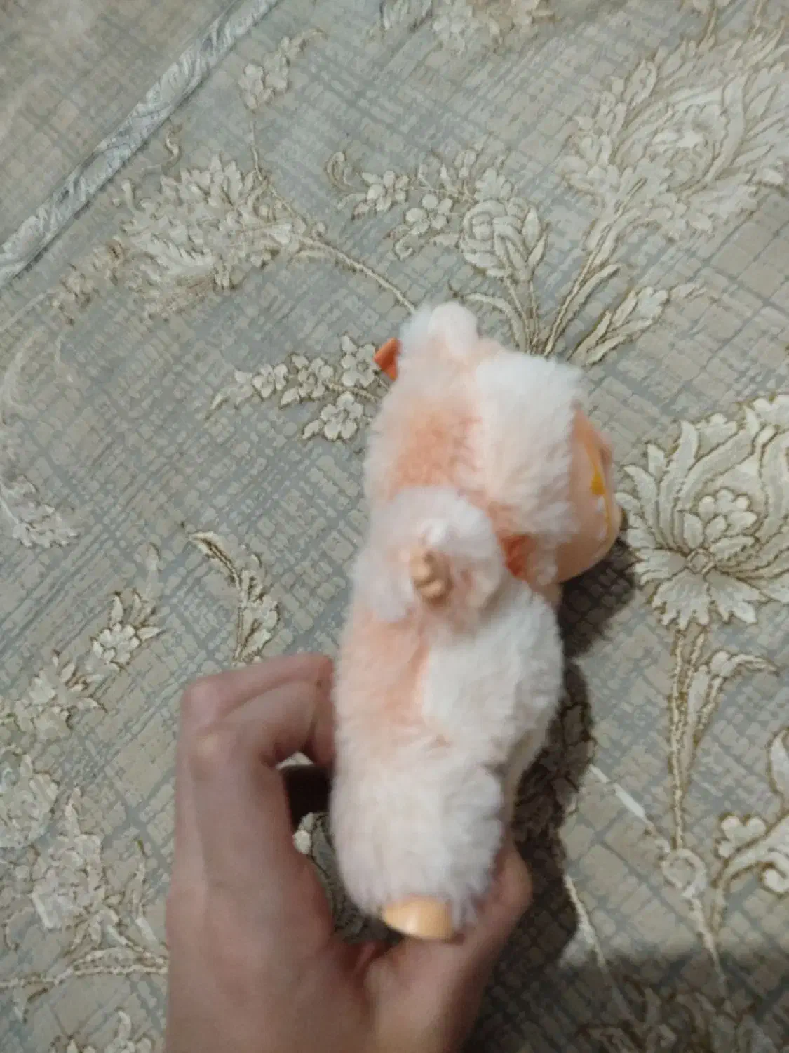 لبوبو|اسباببازی|برازجان, |دیوار