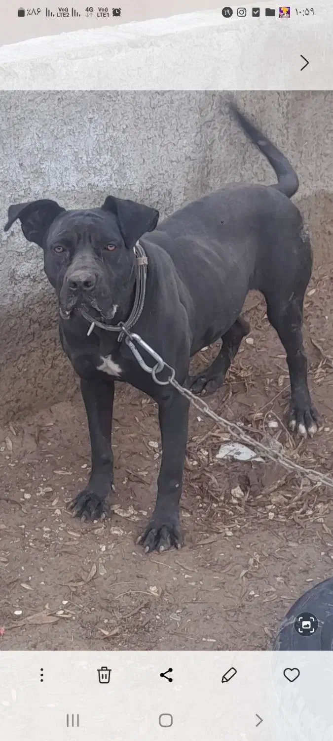 سگ کن کورسو|سگ|تربتحیدریه, رباط سفلی|دیوار