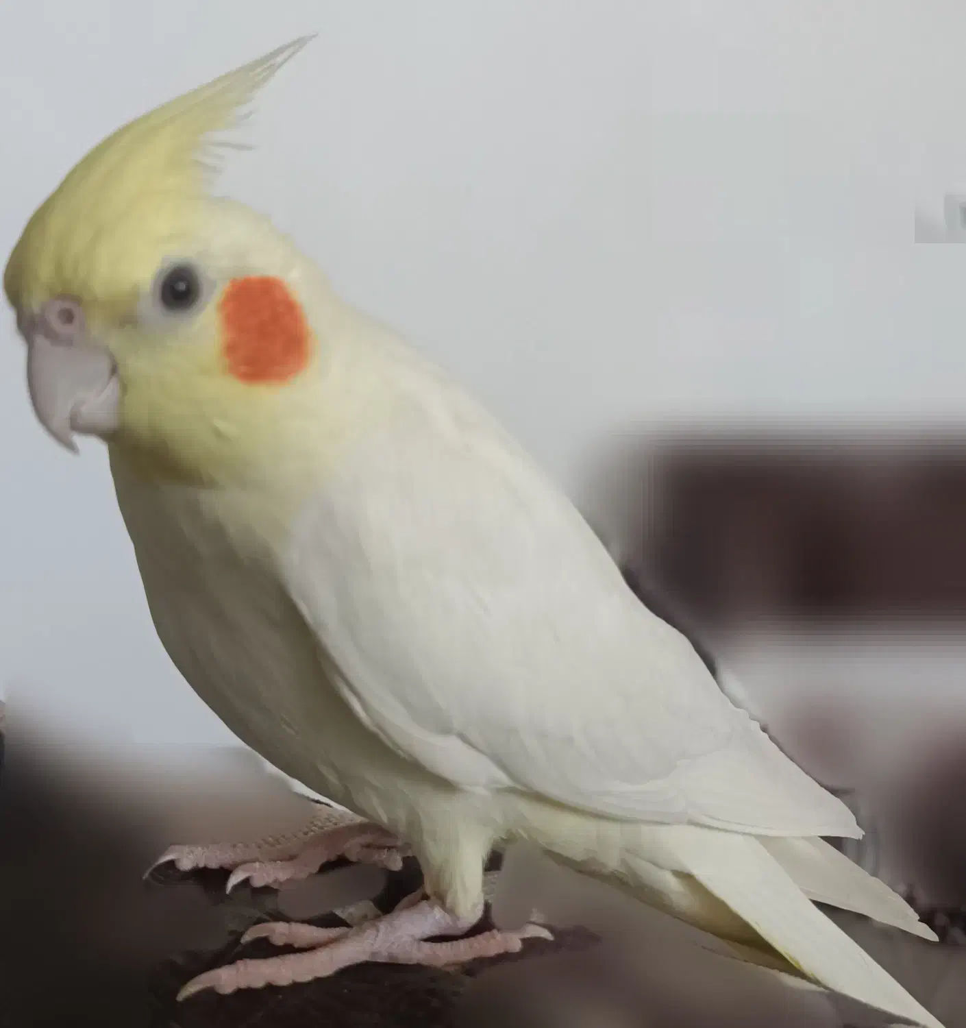 عروس هلندی لوتینو ماده|پرنده|طبس, |دیوار