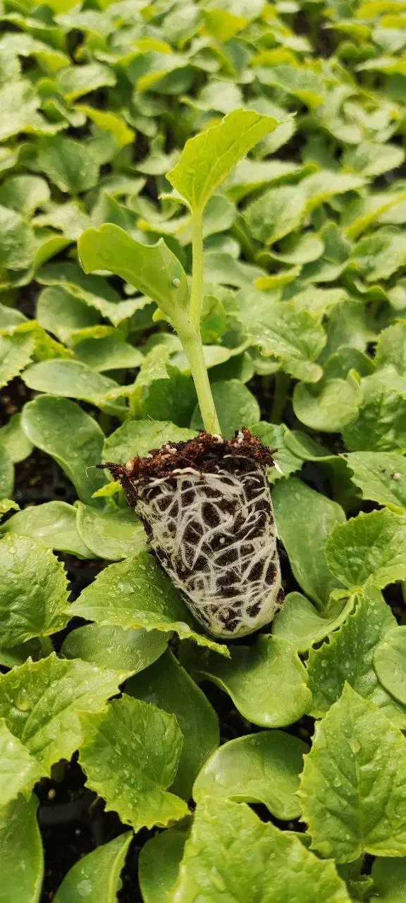 فروشگاه کشاورزی|خدمات باغبانی و درختکاری|شیراز, شهرک بهار|دیوار