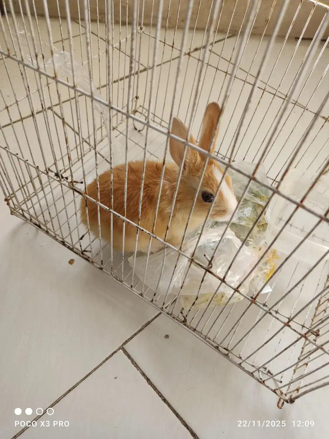 خرگوش ترو تمیز|موش و خرگوش|پرند, فاز ۴|دیوار