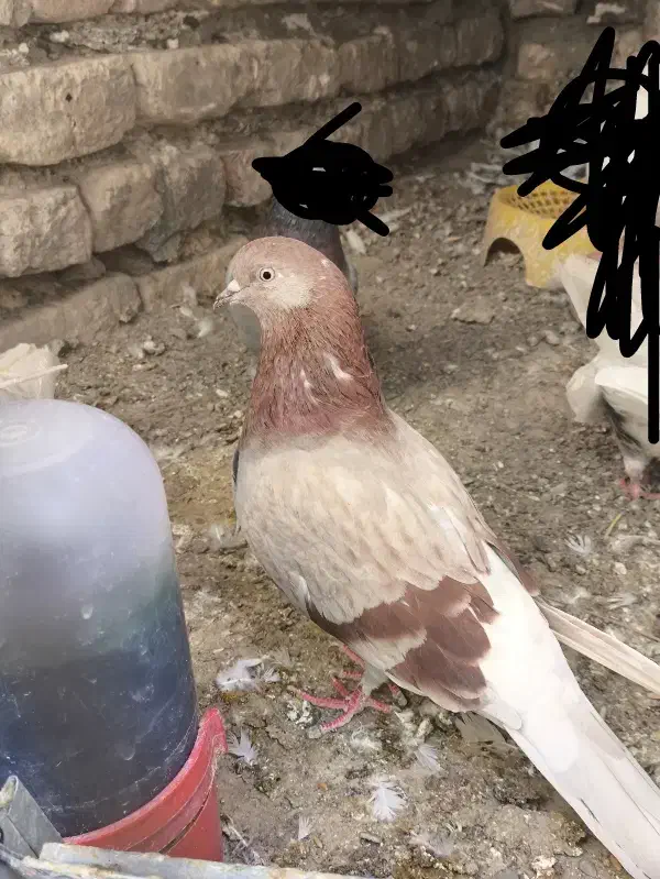 کفتر ماده تهرانی|پرنده|ایرانشهر, |دیوار