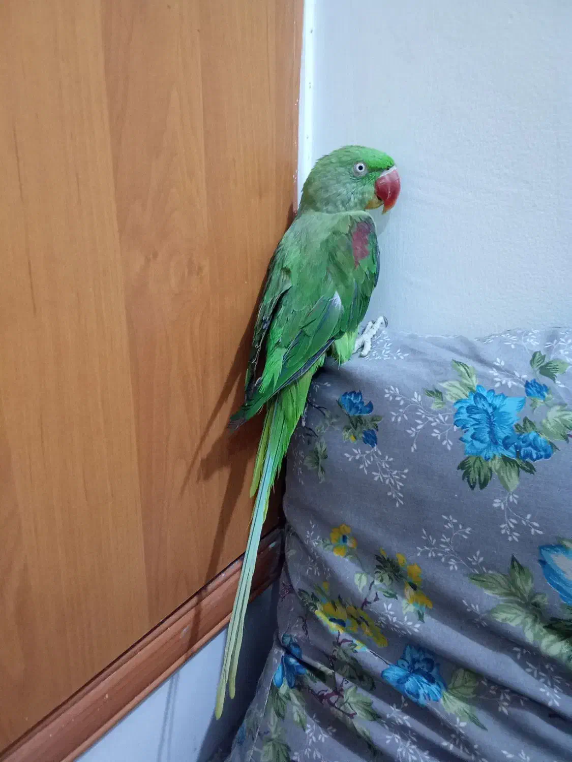 شاه طوطی|پرنده|بیرجند, |دیوار