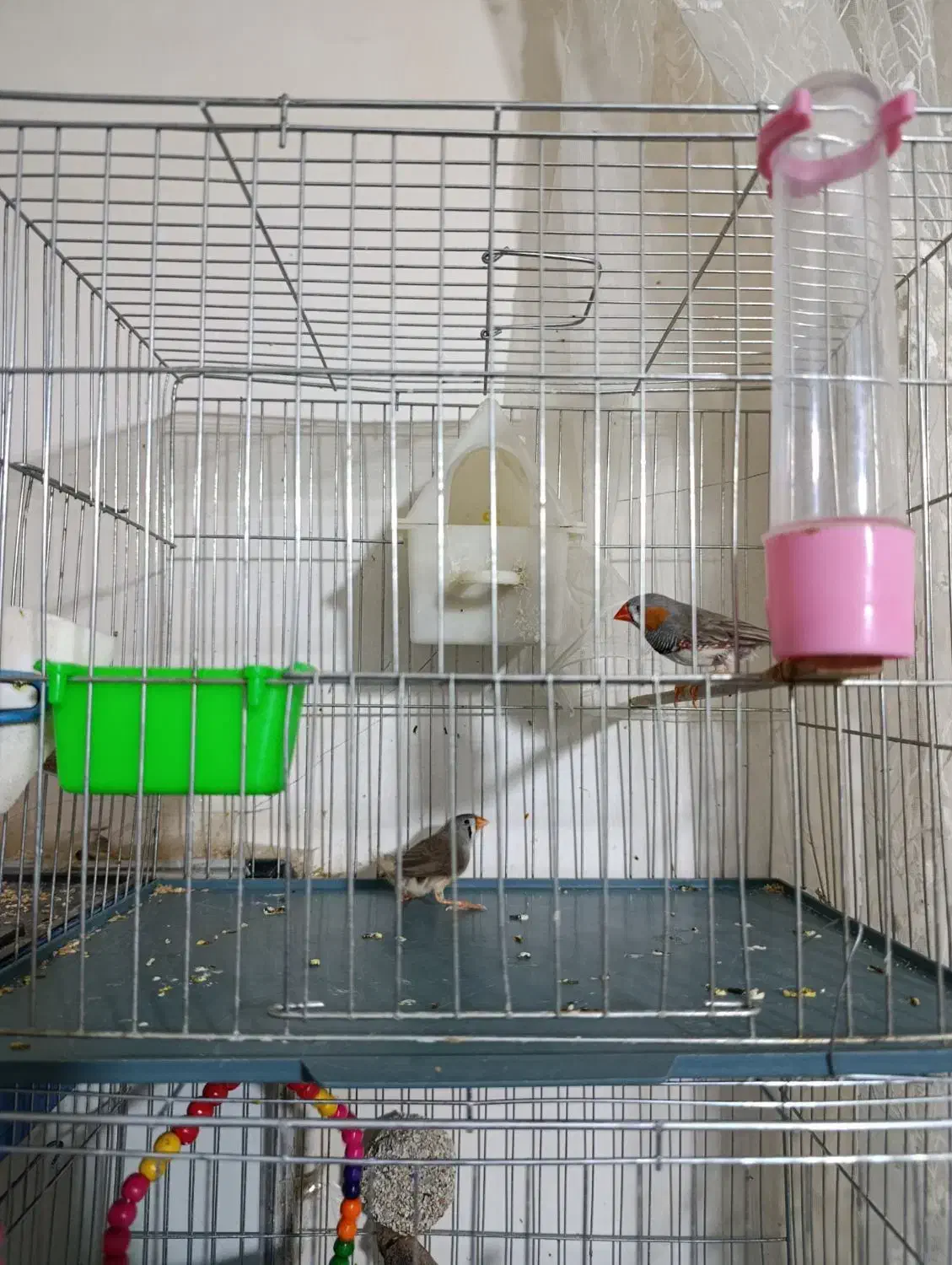 فنچ|پرنده|سردشت, |دیوار