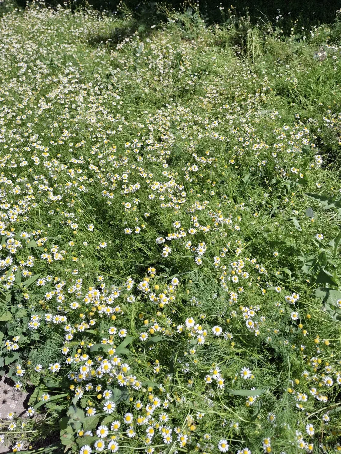 زمین 1200 متری|فروش زمین و ملک کلنگی|رباطکریم, پرندک|دیوار