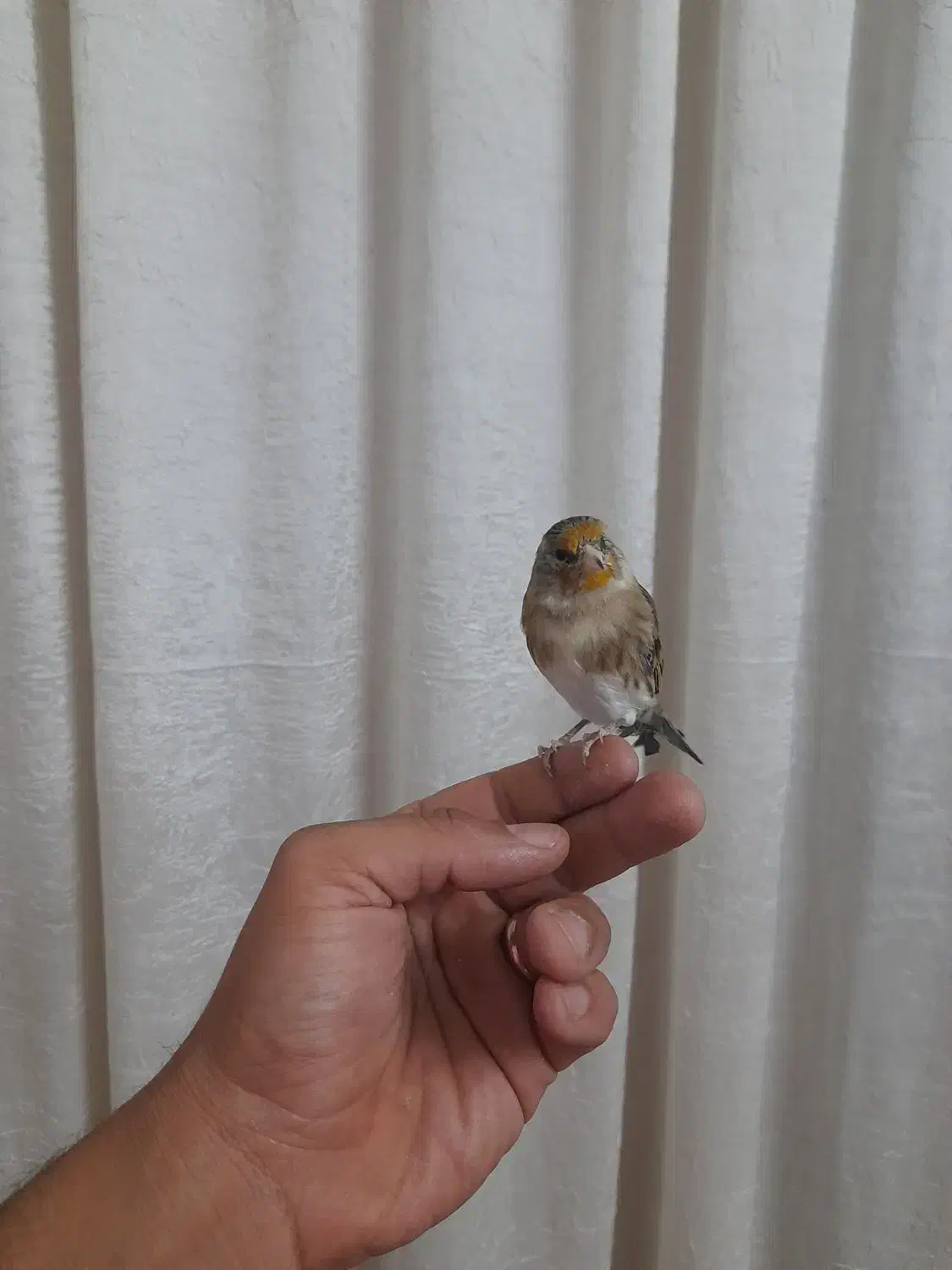 جوجه سهره قناری|پرنده|خرمشهر, |دیوار