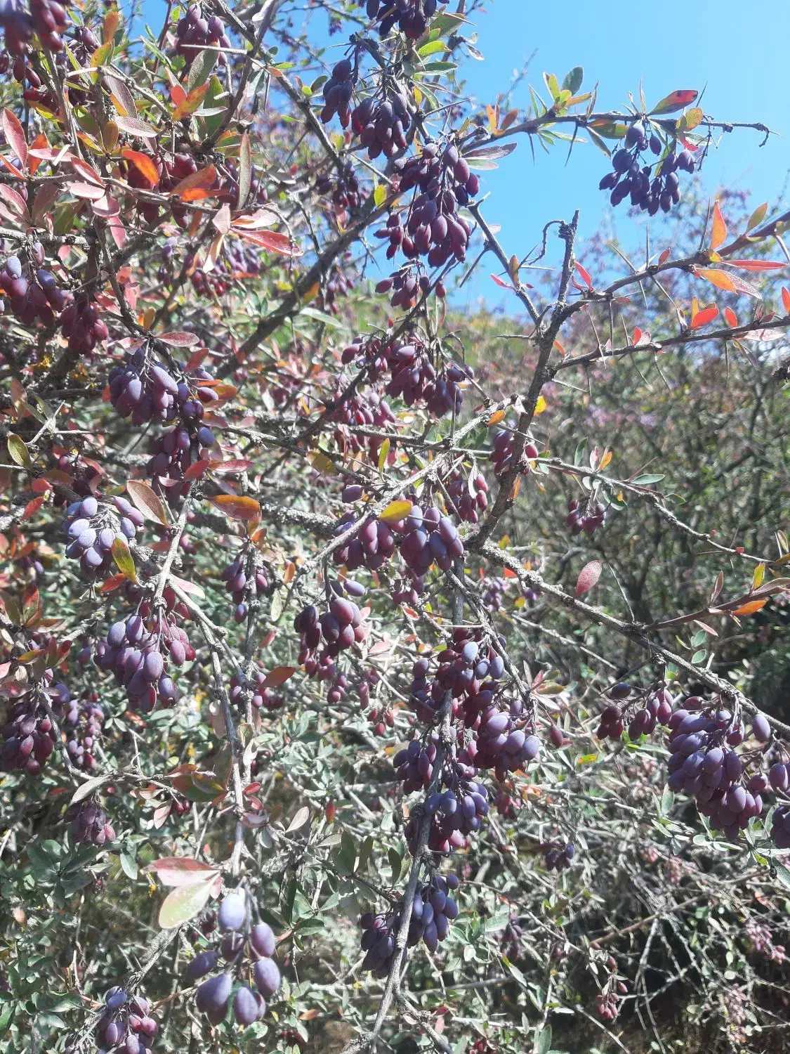 آب زرشک کوهی|خوردنی و آشامیدنی|منجیل, |دیوار