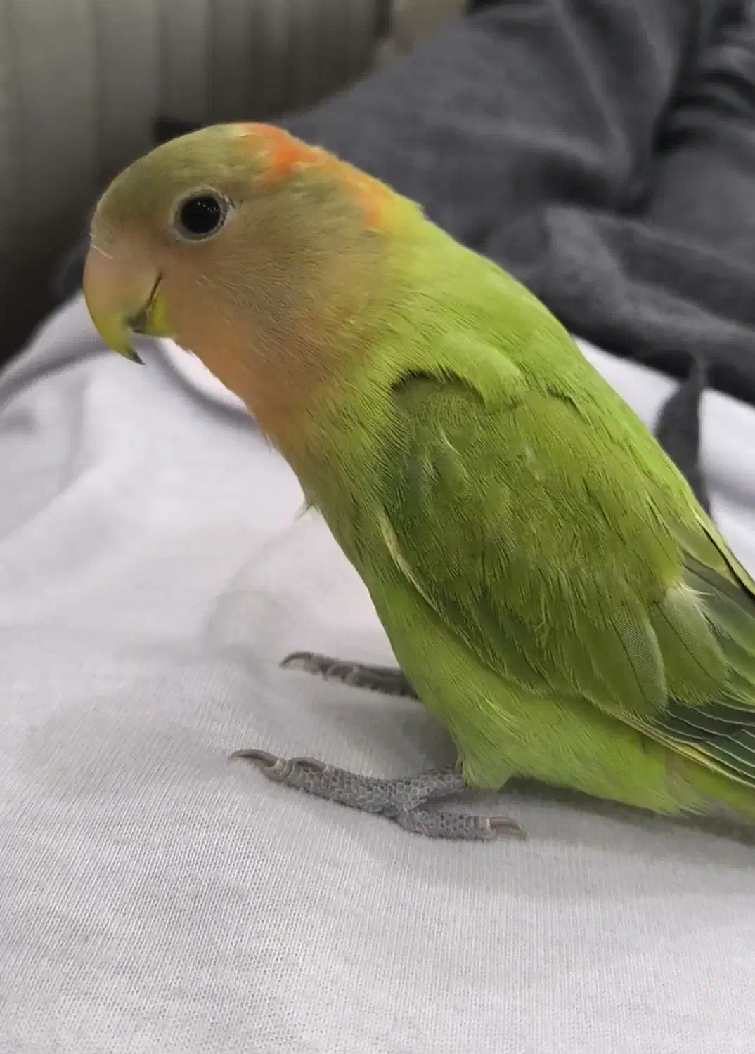 طوطی برزیلی|پرنده|پیرانشهر, |دیوار