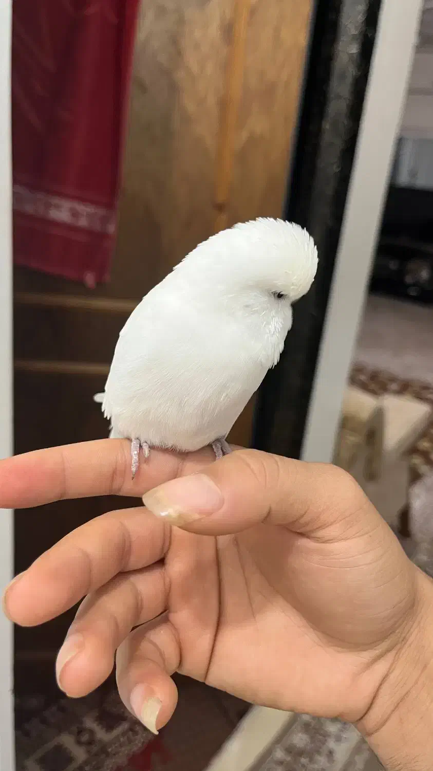 مرغ عشق انگلیسی|پرنده|محمودآباد, |دیوار