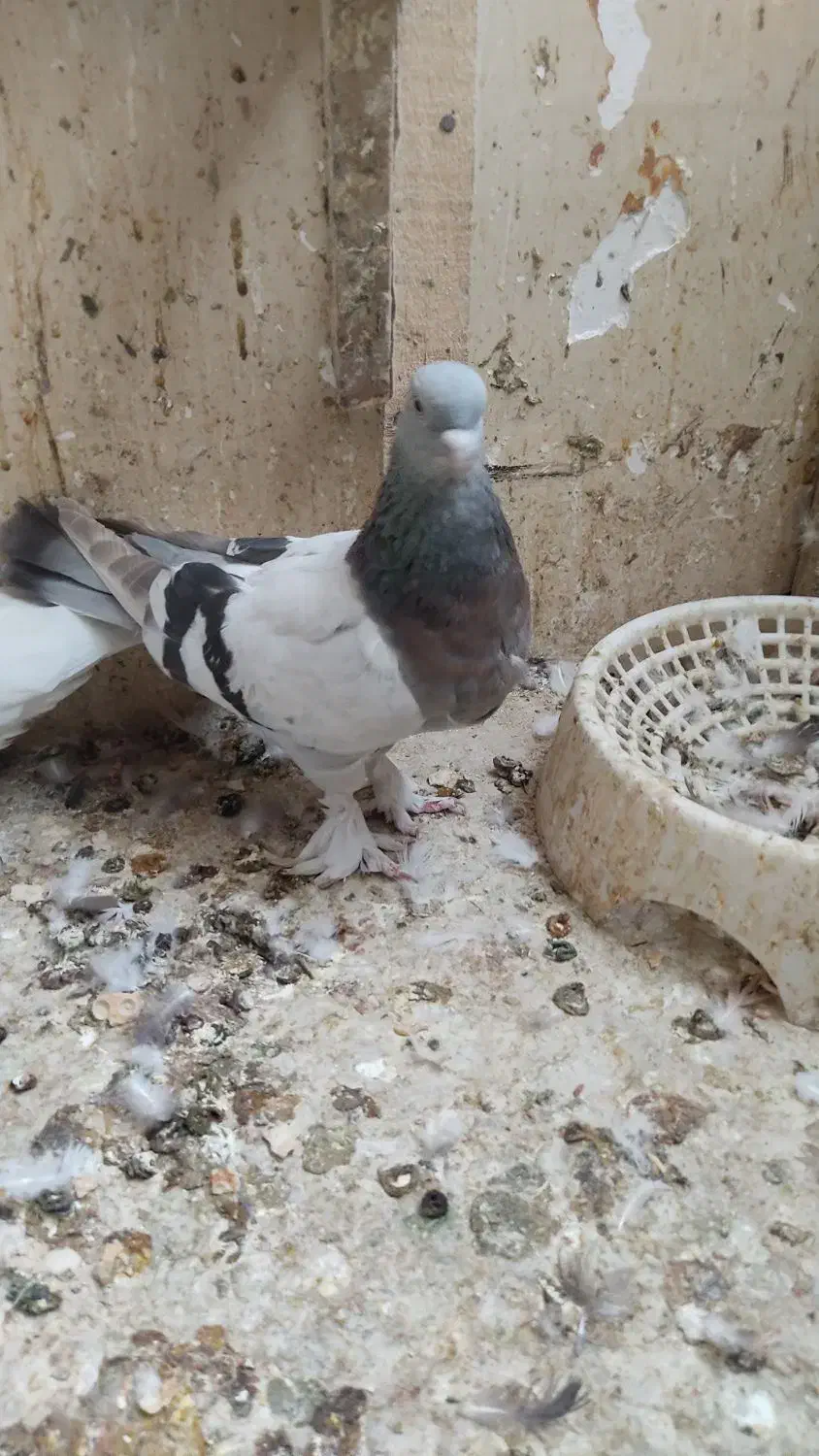 ماده رنگی|پرنده|شیراز, دارالرحمه|دیوار