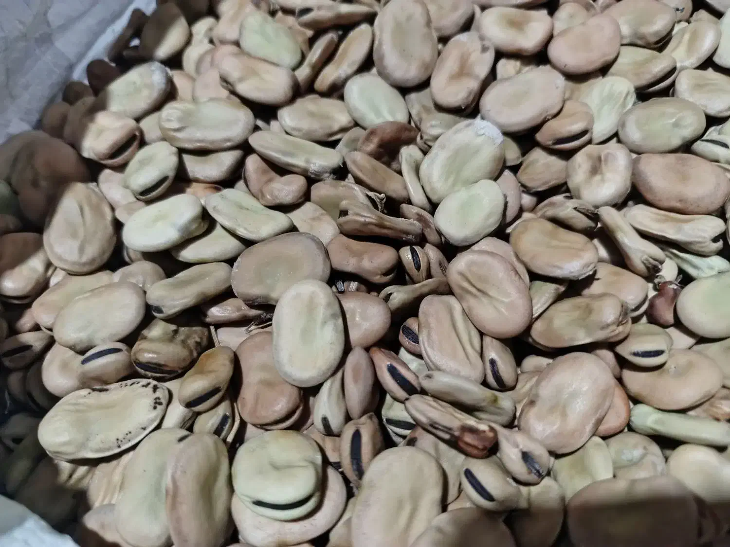 باقلی مازندرانی خشک محلی برای کاشت|خوردنی و آشامیدنی|رشت, هلال احمر|دیوار