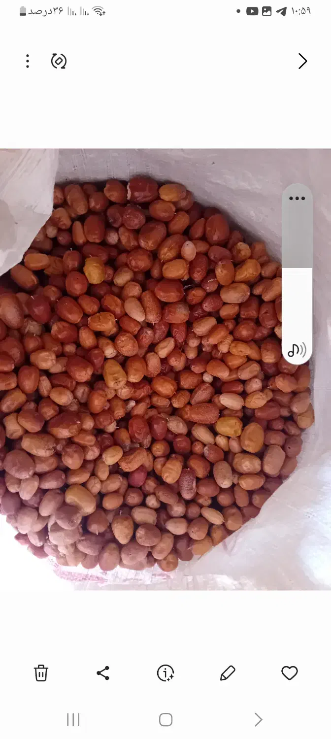 سنجدامساله خوش خوراک۱۳۰|عمده‌فروشی|بسطام, |دیوار