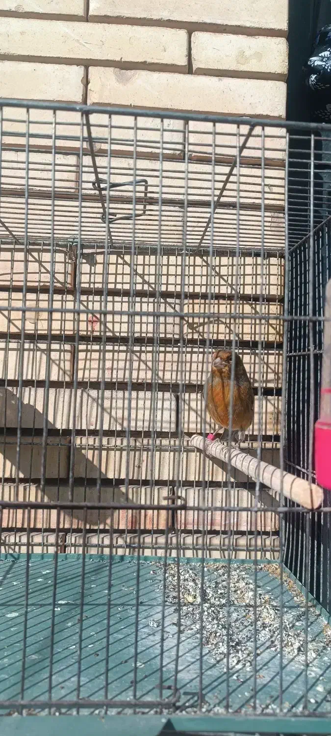 یک عدد قناری نر|پرنده|کرمان, |دیوار