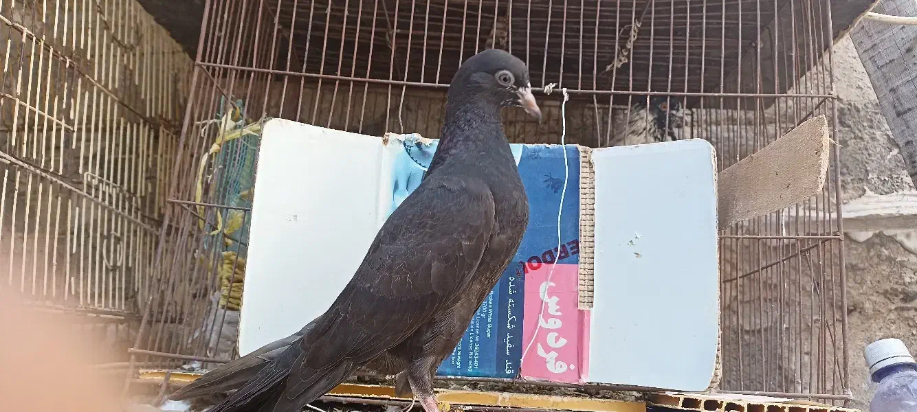 گمشده|حیوانات|بندرعباس, |دیوار