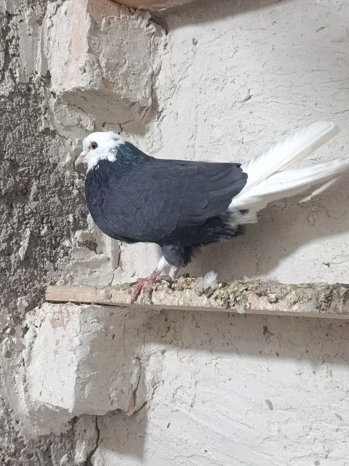 پرنده|پرنده|اردبیل, |دیوار