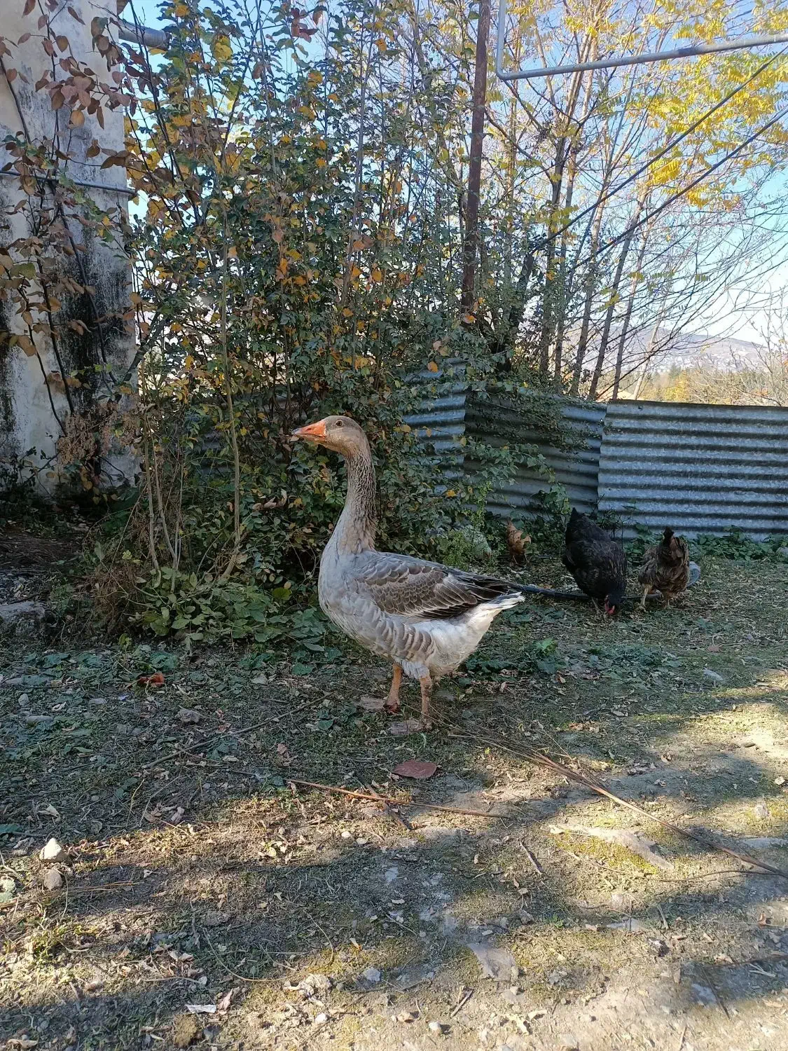 فروش غاز نر|حیوانات مزرعه|کلاردشت, |دیوار