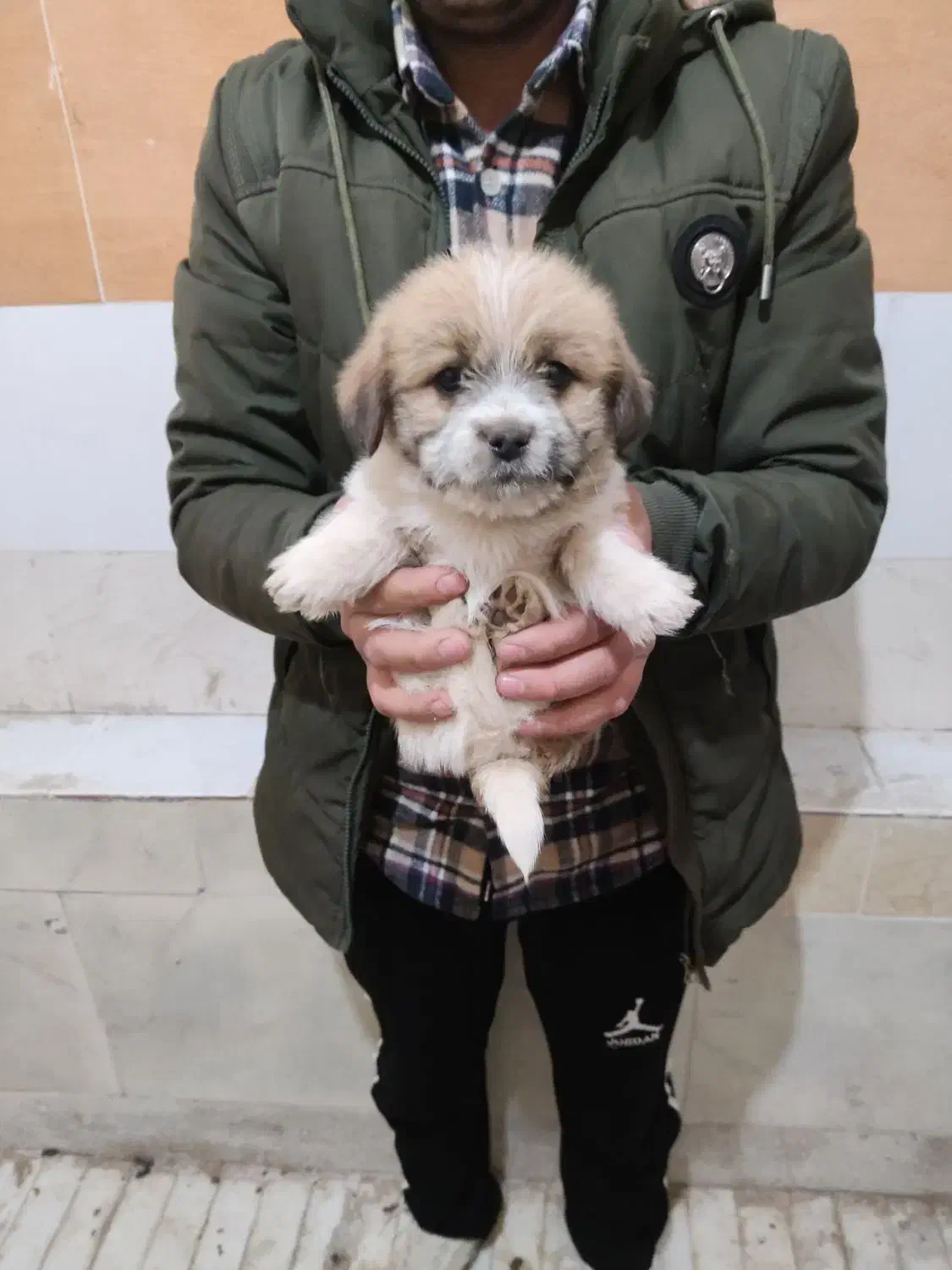 سگ شیتزو|سگ|سیرجان, |دیوار