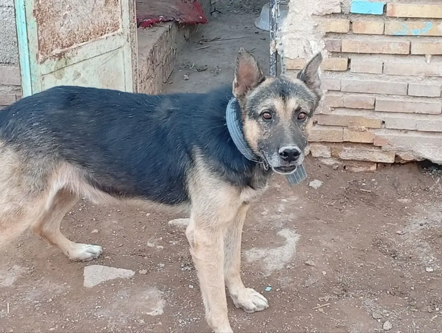 سگ ژرمن شپرد|سگ|کرمان, |دیوار