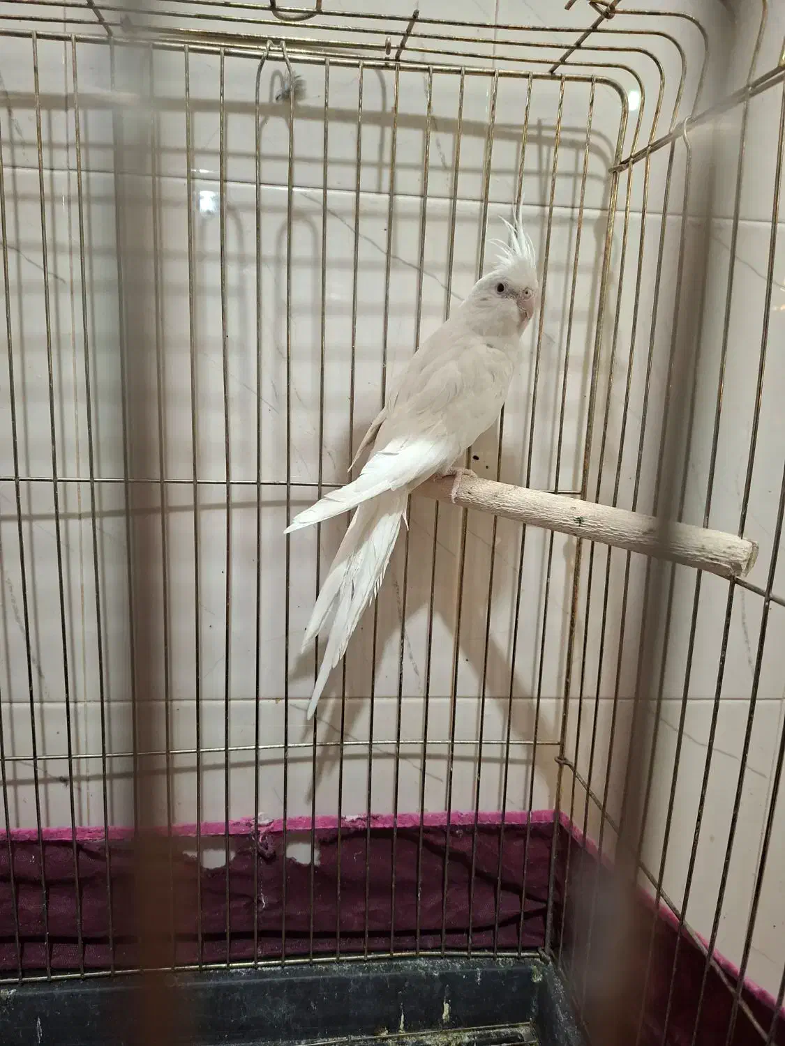 عروس هلندی|پرنده|شیراز, شهرک سراج|دیوار