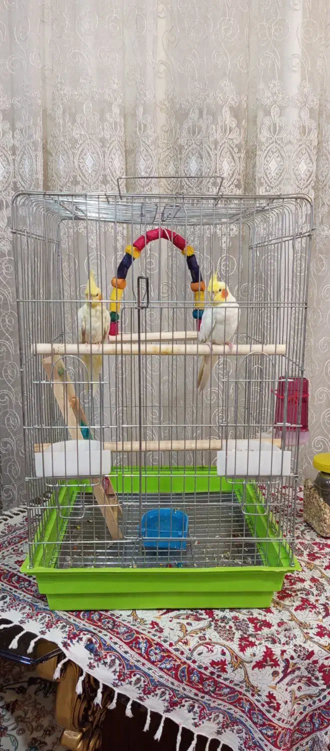 عروس هلندی|پرنده|شوش, |دیوار