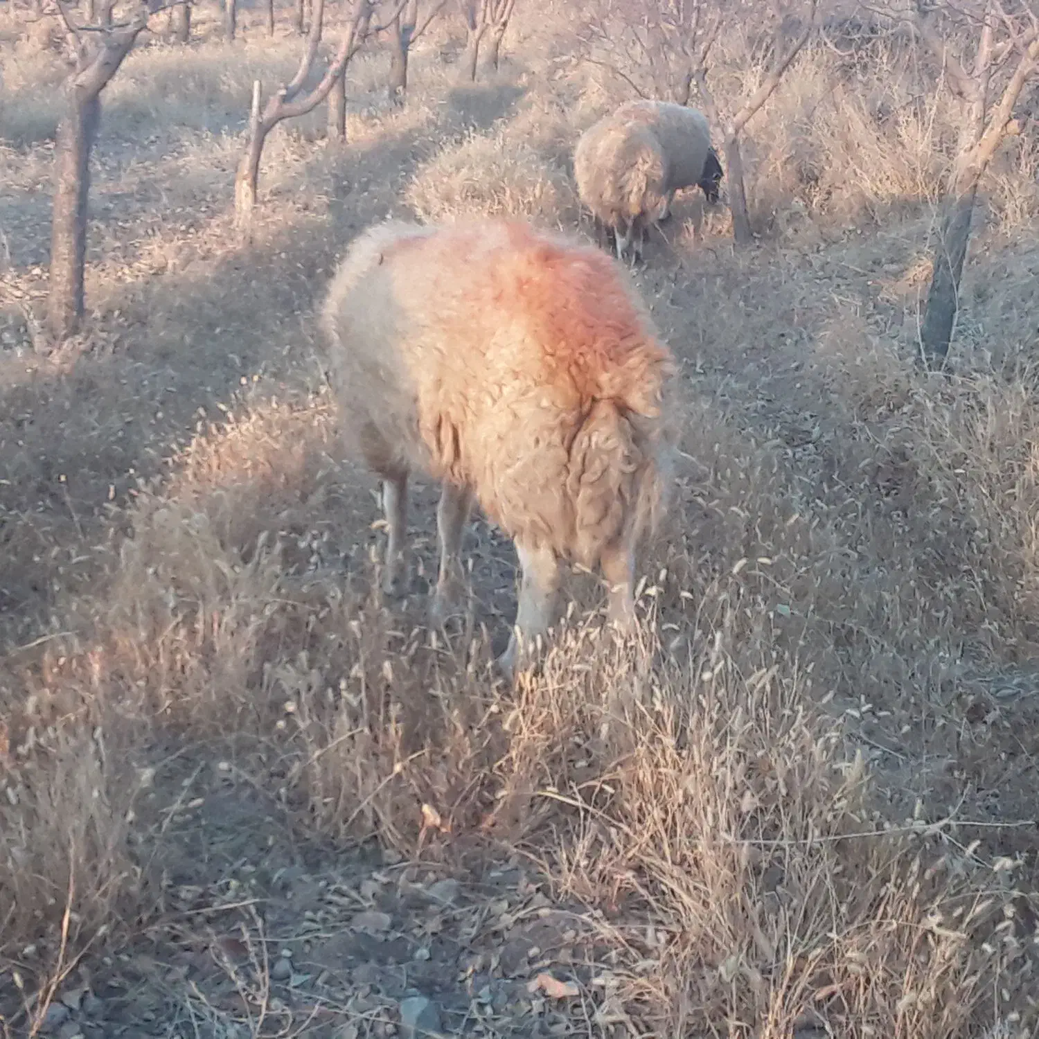 بره قوچی فروشی به ضمانت کله|حیوانات مزرعه|کوهسرخ, |دیوار
