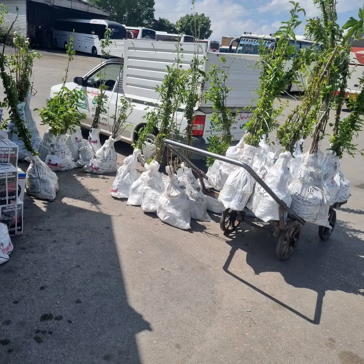 تولید نهال گلابی فورل|خدمات باغبانی و درختکاری|تربت‌حیدریه, میدان مرکزی|دیوار