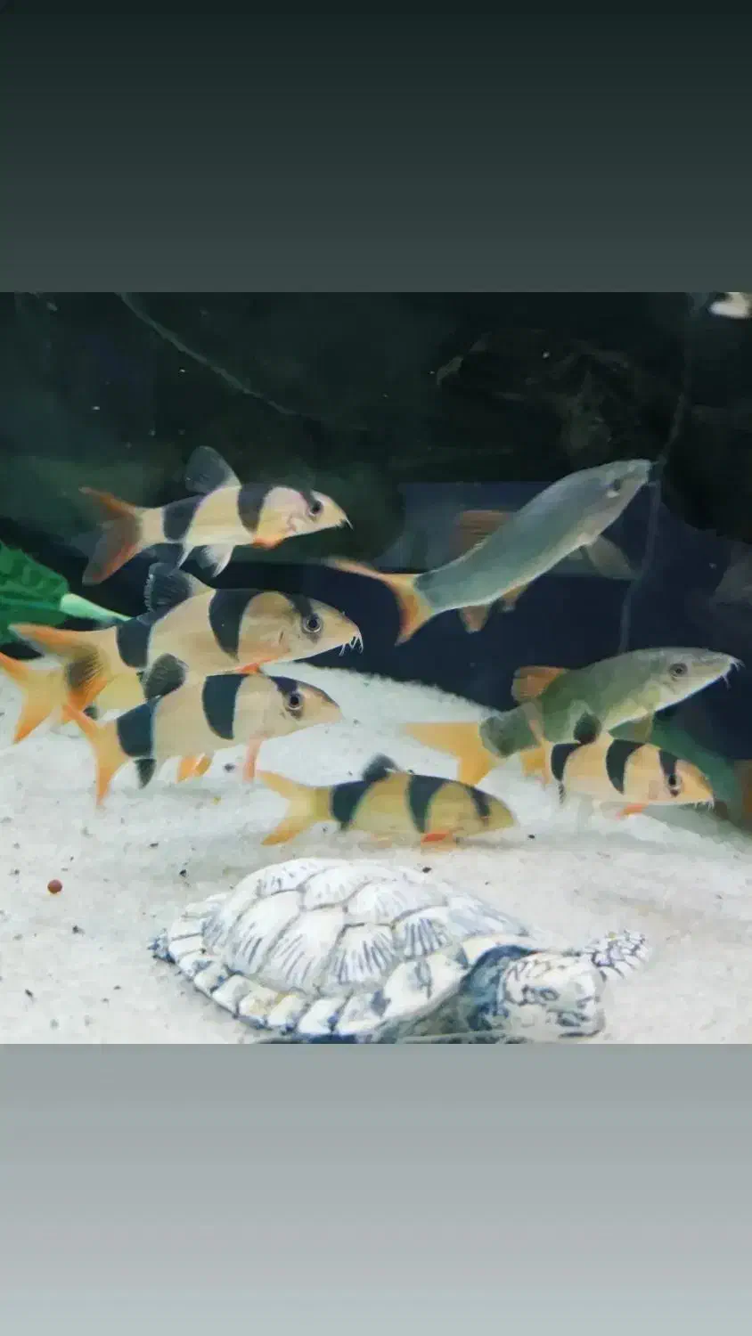 ماهی ردلاین|ماهی|اهواز, پادادشهر|دیوار